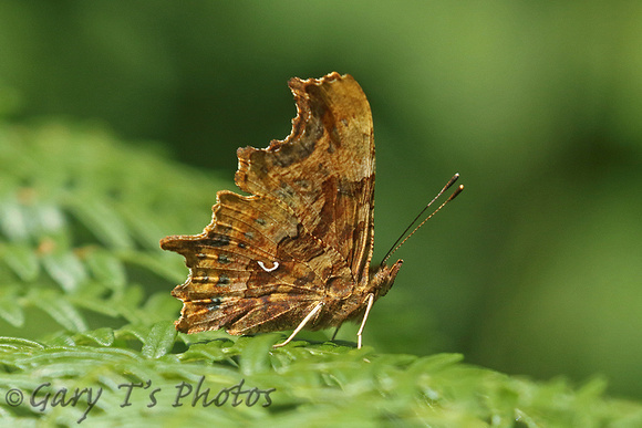 Comma (Polygonia c-album)