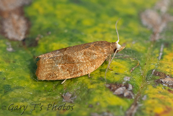 Pandemis cinnamomeana (White-faced Tortrix)