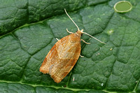 Pandemis cinnamomeana (White-faced Tortrix)