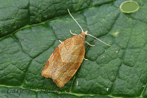 Pandemis cinnamomeana (White-faced Tortrix)