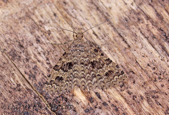 Alucita hexadactyla (Twenty-plume Moth)