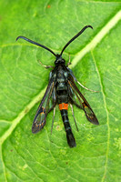 Red-belted Clearwing (Synanthedon myopaeformis - Male)