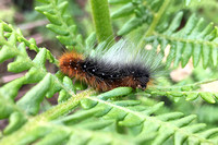 Fox Moth (Macrothylacia rubi - Caterpillar)