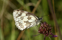 Marbled White (Melanargia galathea - Female)