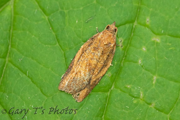 Epiphyas postvittana (Light Brown Apple Moth)