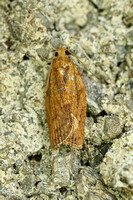 Epiphyas postvittana (Light Brown Apple Moth)