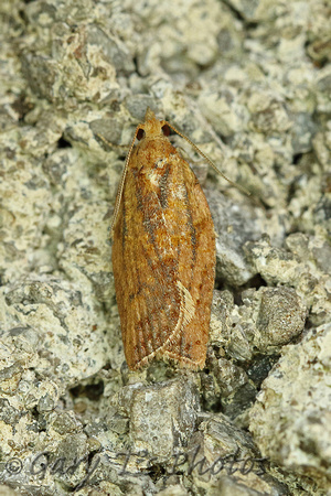 Epiphyas postvittana (Light Brown Apple Moth)