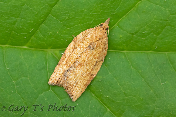 Epiphyas postvittana (Light Brown Apple Moth)