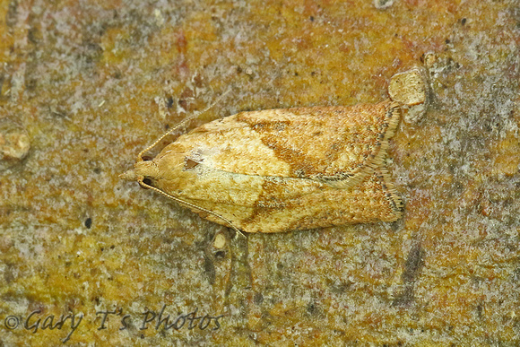 Epiphyas postvittana (Light Brown Apple Moth)