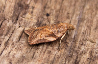 Epiphyas postvittana (Light Brown Apple Moth)