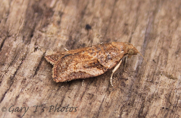 Epiphyas postvittana (Light Brown Apple Moth)