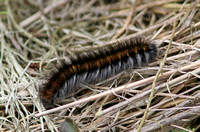 Fox Moth (Macrothylacia rubi - Caterpillar)