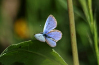 Paphos Blue (Glaucopsyche paphos)