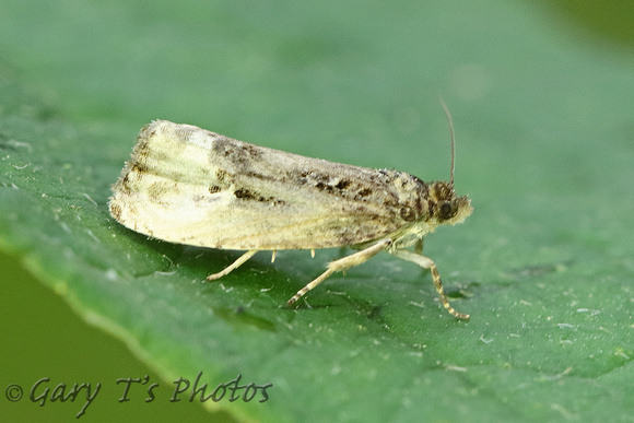 Hedya pruniana (Plum Tortrix)