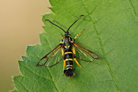Yellow-legged Clearwing (Synanthedon vespiformis - Male)
