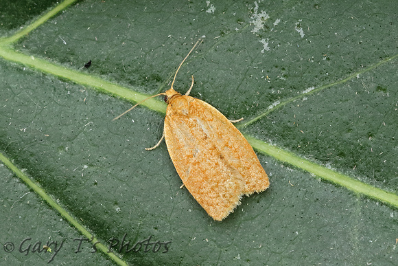 Clepsis consimiliana (Privet Tortrix)