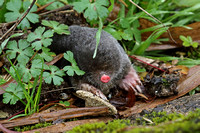 European Mole (Talpa europaea)