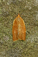 Clepsis consimiliana (Privet Tortrix)