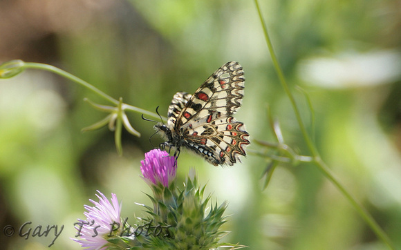 Spanish Festoon (Zerynthia rumina)