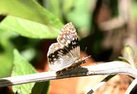 Tropical Chequered-skipper (Pyrgus oileus)