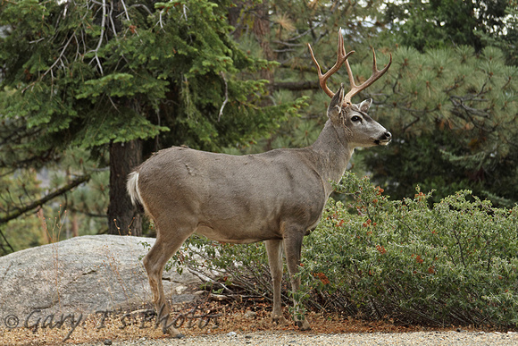 Mule Deer (Odocoileus hemionus - Stag)