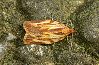 Epiphyas postvittana (Light Brown Apple Moth)