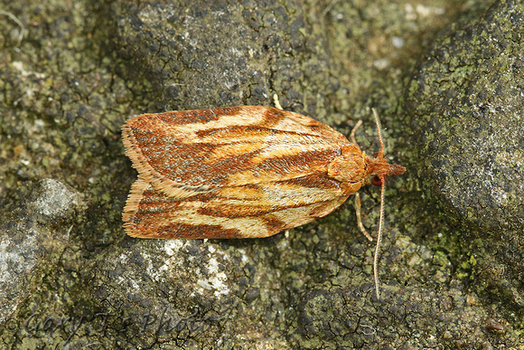 Epiphyas postvittana (Light Brown Apple Moth)