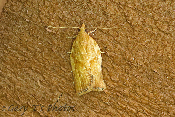 Epiphyas postvittana (Light Brown Apple Moth)