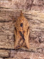 Epiphyas postvittana (Light Brown Apple Moth)