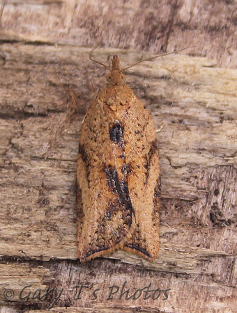 Epiphyas postvittana (Light Brown Apple Moth)