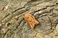 Epiphyas postvittana (Light Brown Apple Moth)