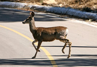 Mule Deer (Odocoileus hemionus - Doe)