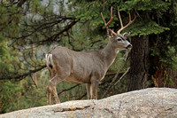 Mule Deer (Odocoileus hemionus - Stag)