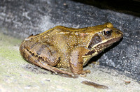 European Common Frog (Rana temporaria)