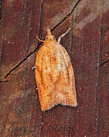 Epiphyas postvittana (Light Brown Apple Moth)