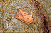 Epiphyas postvittana (Light Brown Apple Moth)