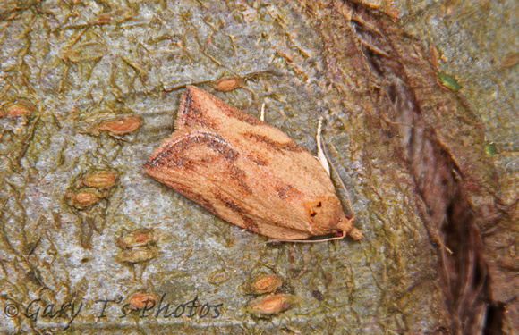 Epiphyas postvittana (Light Brown Apple Moth)