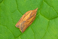 Epiphyas postvittana (Light Brown Apple Moth)