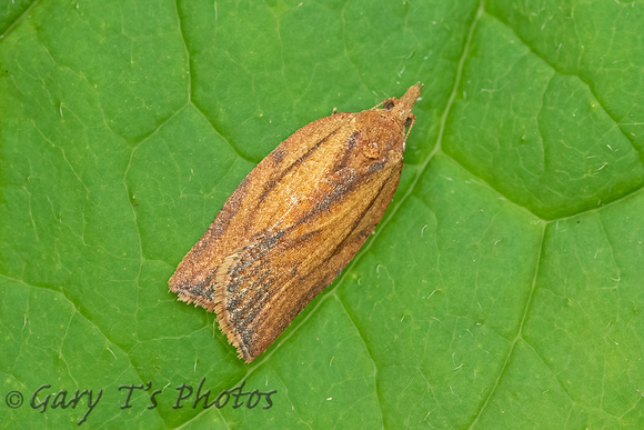 Epiphyas postvittana (Light Brown Apple Moth)