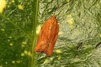 Epiphyas postvittana (Light Brown Apple Moth)