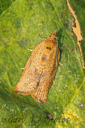 Epiphyas postvittana (Light Brown Apple Moth)