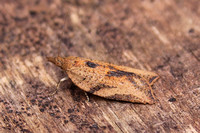 Epiphyas postvittana (Light Brown Apple Moth)