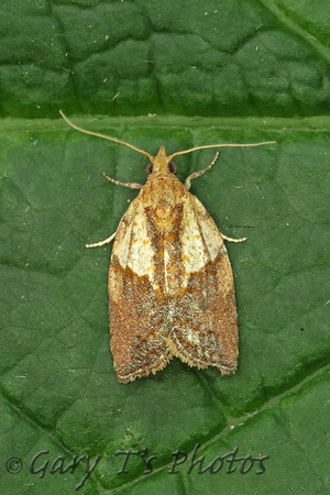 Epiphyas postvittana (Light Brown Apple Moth)