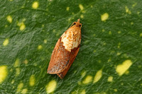 Epiphyas postvittana (Light Brown Apple Moth)