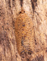 Epiphyas postvittana (Light Brown Apple Moth)