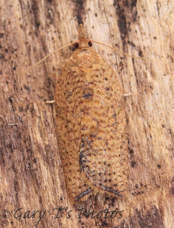 Epiphyas postvittana (Light Brown Apple Moth)