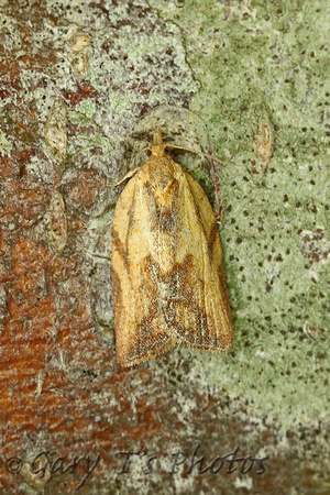 Epiphyas postvittana (Light Brown Apple Moth)