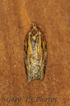 Epiphyas postvittana (Light Brown Apple Moth)