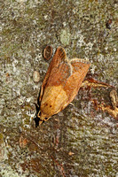 Epiphyas postvittana (Light Brown Apple Moth)