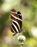 Zebra Heliconian (Heliconius charithonia)